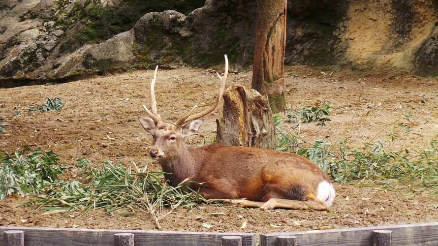 27都立施設で新型のクラスター通知サービス開始